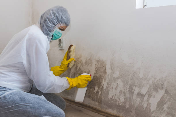 Best Attic Mold Removal  in Elizabeth, PA